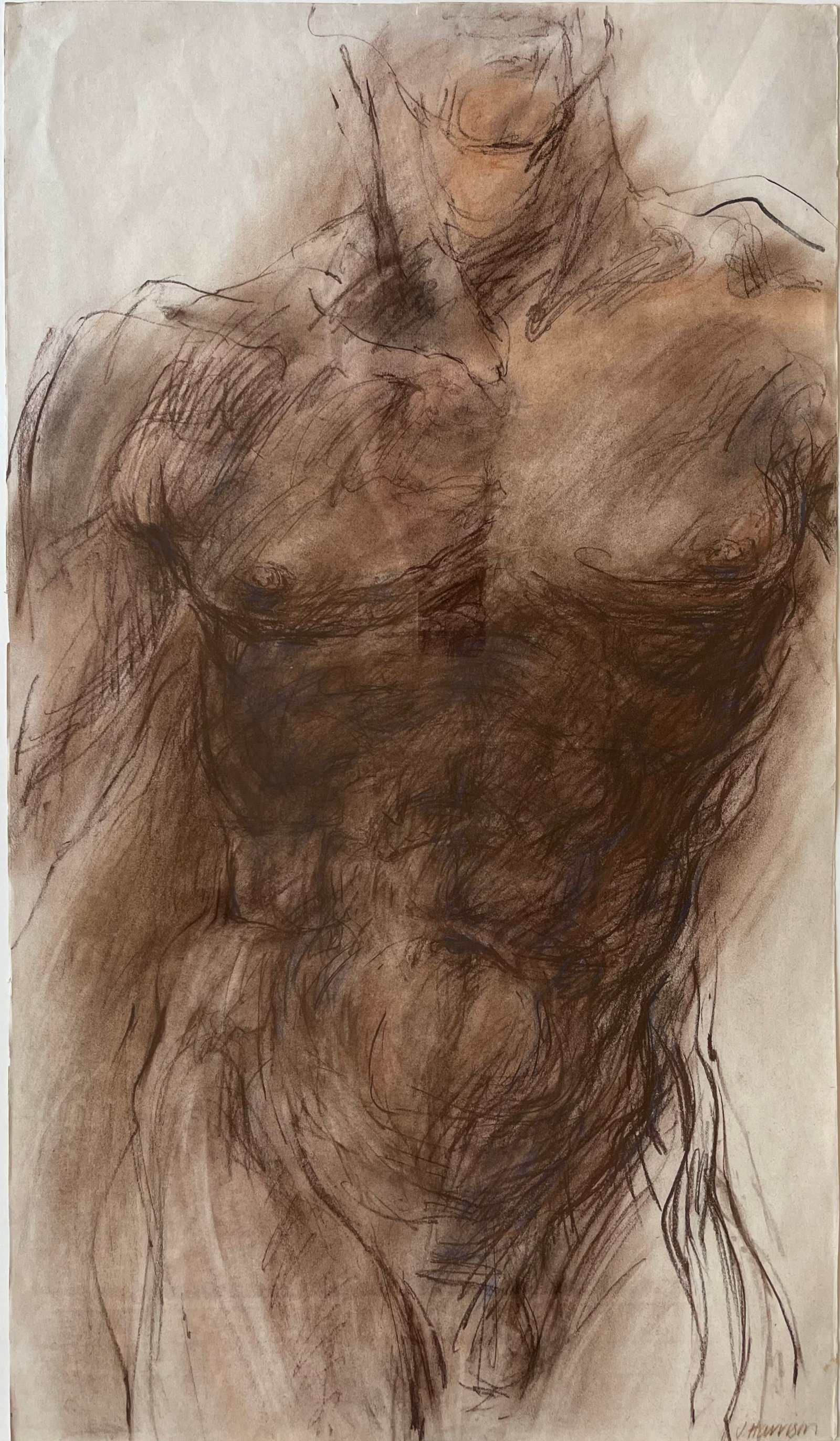 Jill Harrison - Male Torso I - conte crayon 80x46cm &pound;800